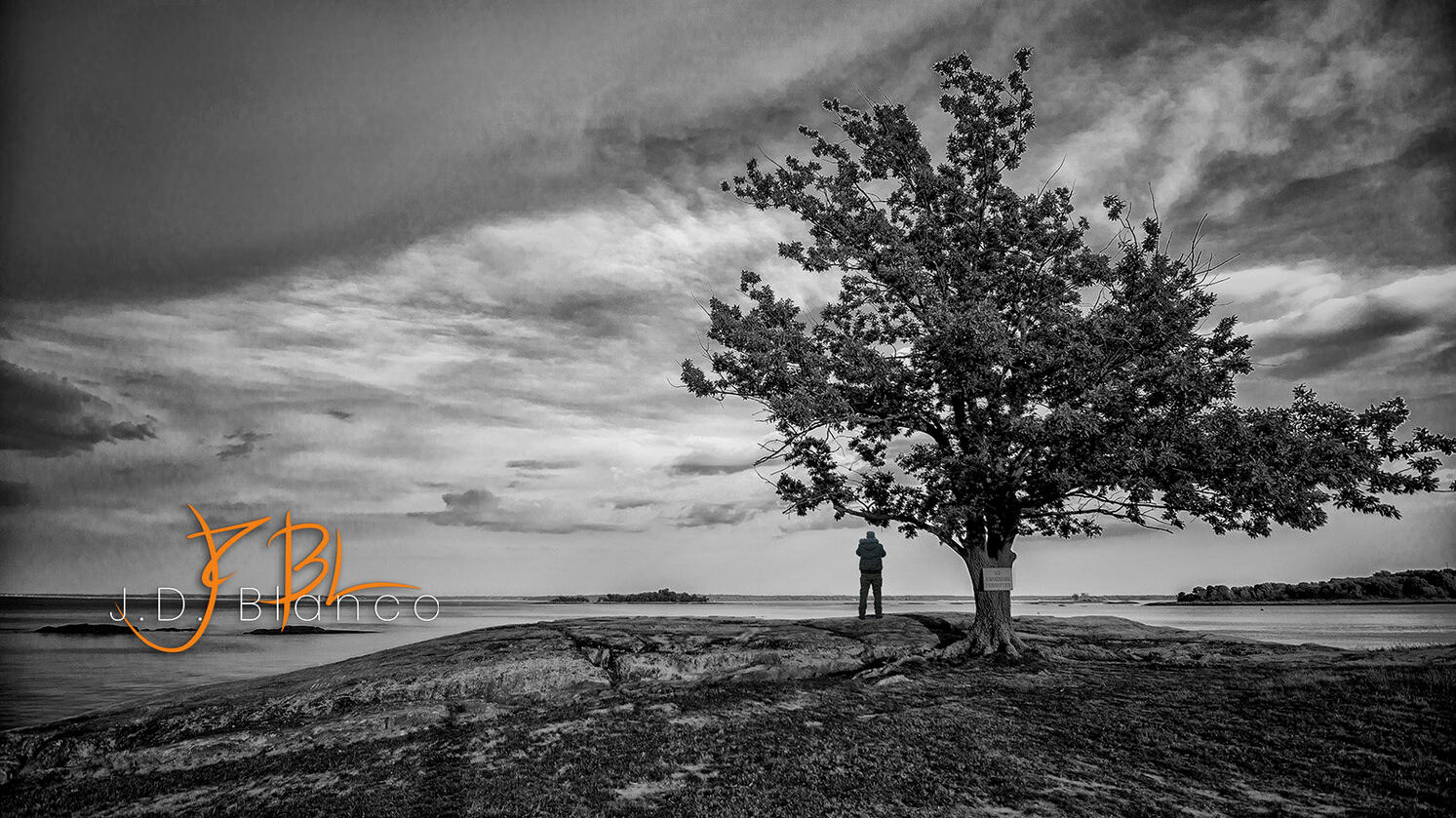 Tree at Davenport Park