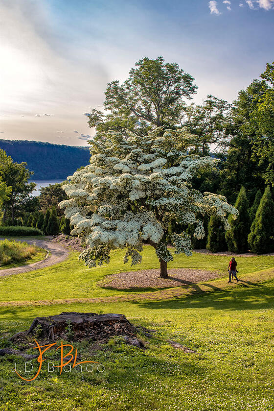 Beautiful Tree, Untermyer Gardens